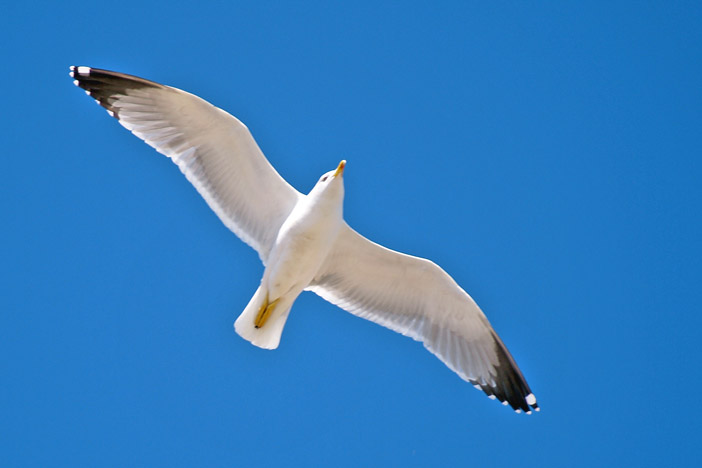 Larus argentatus - maschio o femmina?